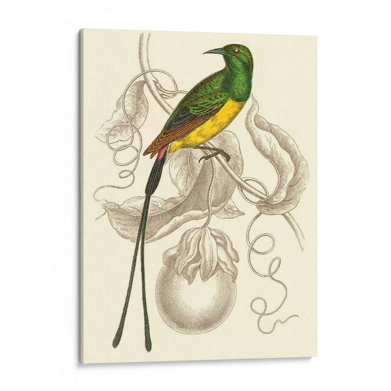 Colibrí Jardín I - Sir William Jardine | Cuadro decorativo de Canvas Lab