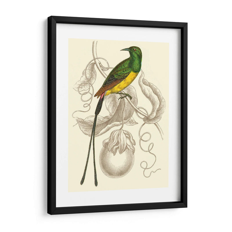 Colibrí Jardín I - Sir William Jardine | Cuadro decorativo de Canvas Lab