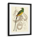 Colibrí Jardín I - Sir William Jardine | Cuadro decorativo de Canvas Lab