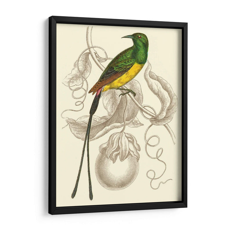 Colibrí Jardín I - Sir William Jardine | Cuadro decorativo de Canvas Lab