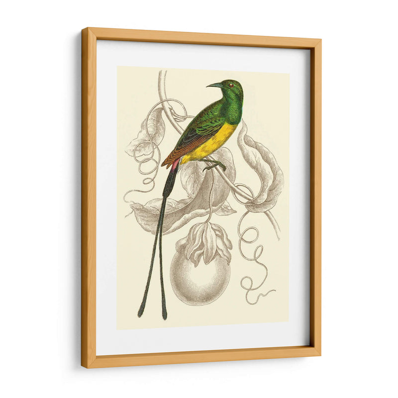 Colibrí Jardín I - Sir William Jardine | Cuadro decorativo de Canvas Lab