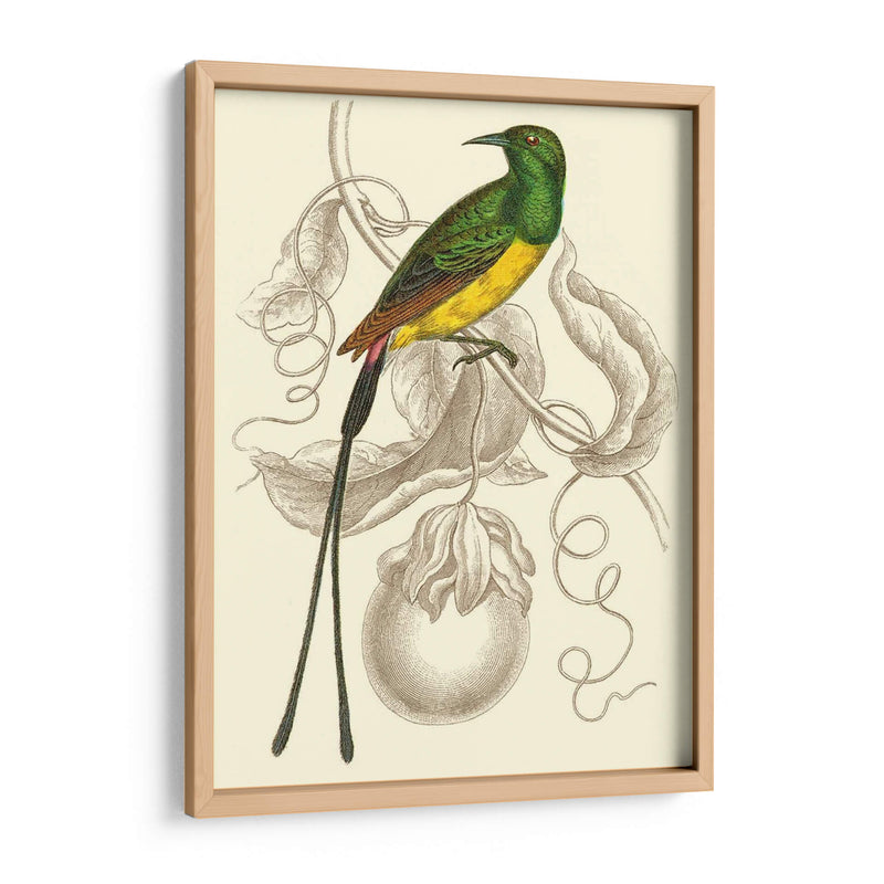 Colibrí Jardín I - Sir William Jardine | Cuadro decorativo de Canvas Lab