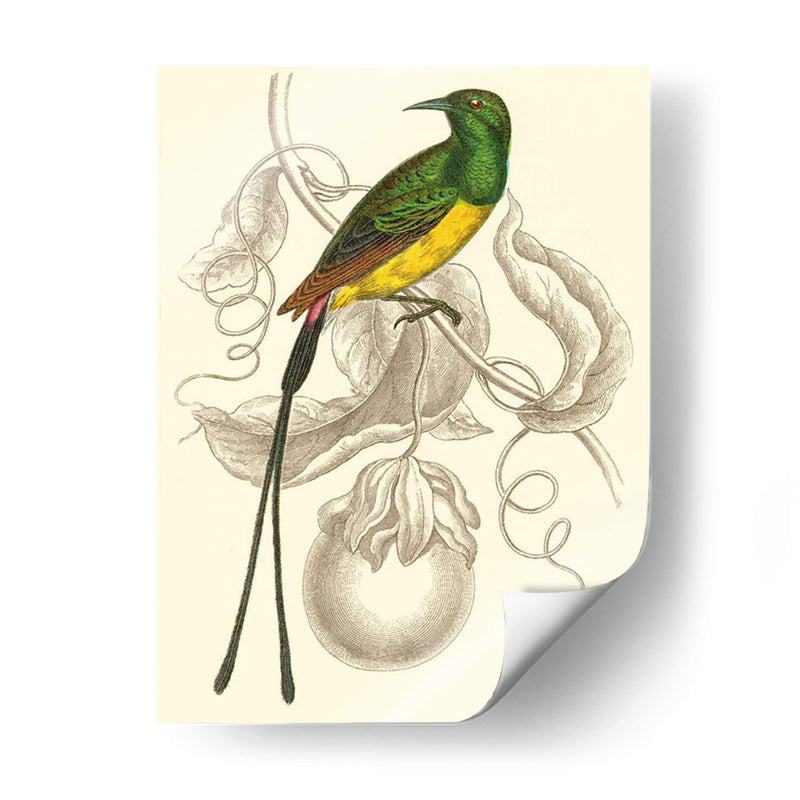 Colibrí Jardín I - Sir William Jardine | Cuadro decorativo de Canvas Lab