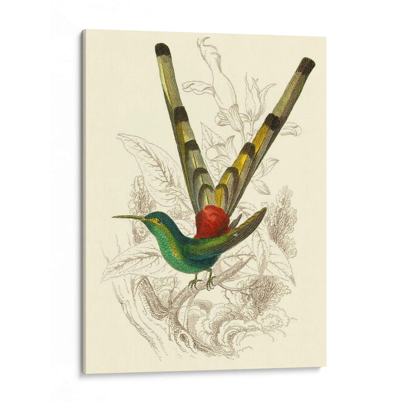 Jardine Hummingbird Ii - Sir William Jardine | Cuadro decorativo de Canvas Lab