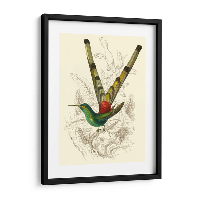 Jardine Hummingbird Ii - Sir William Jardine | Cuadro decorativo de Canvas Lab