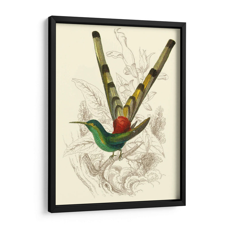 Jardine Hummingbird Ii - Sir William Jardine | Cuadro decorativo de Canvas Lab