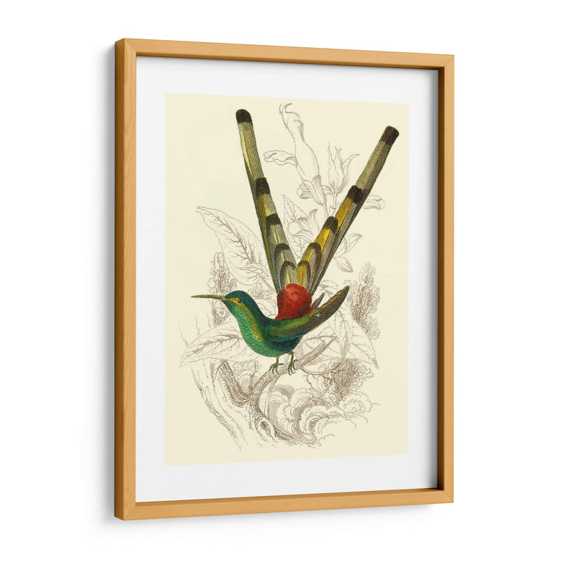 Jardine Hummingbird Ii - Sir William Jardine | Cuadro decorativo de Canvas Lab