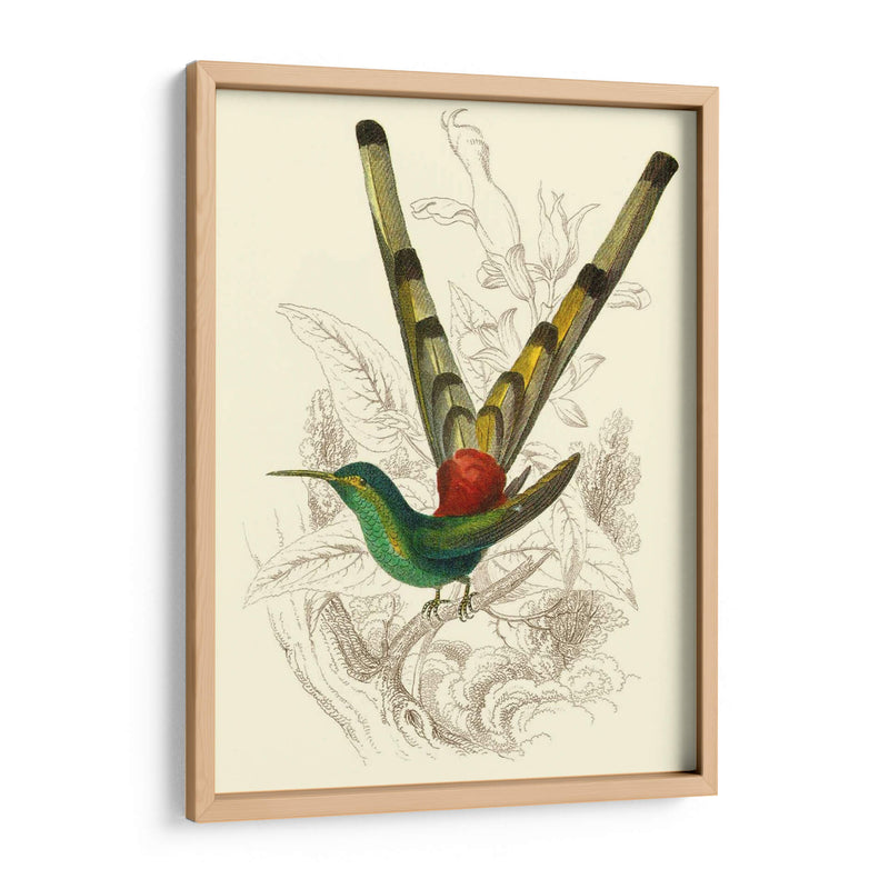 Jardine Hummingbird Ii - Sir William Jardine | Cuadro decorativo de Canvas Lab