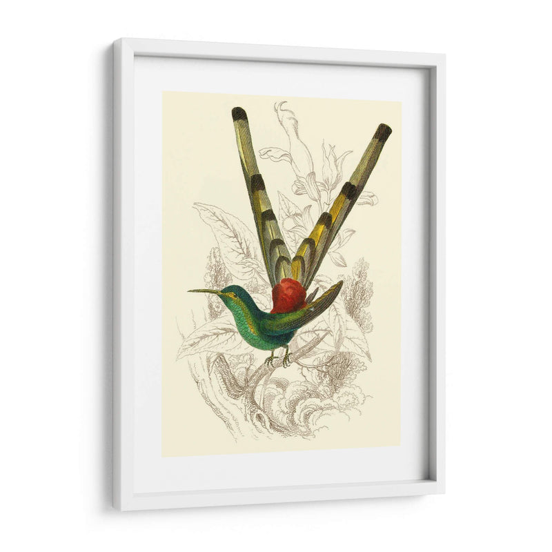 Jardine Hummingbird Ii - Sir William Jardine | Cuadro decorativo de Canvas Lab