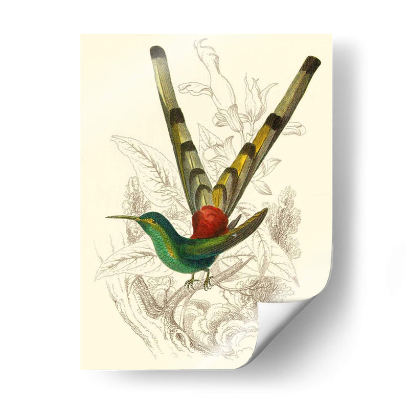 Jardine Hummingbird Ii - Sir William Jardine | Cuadro decorativo de Canvas Lab