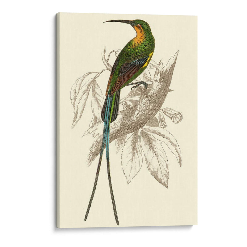 Colibrí Jardín V - Sir William Jardine | Cuadro decorativo de Canvas Lab