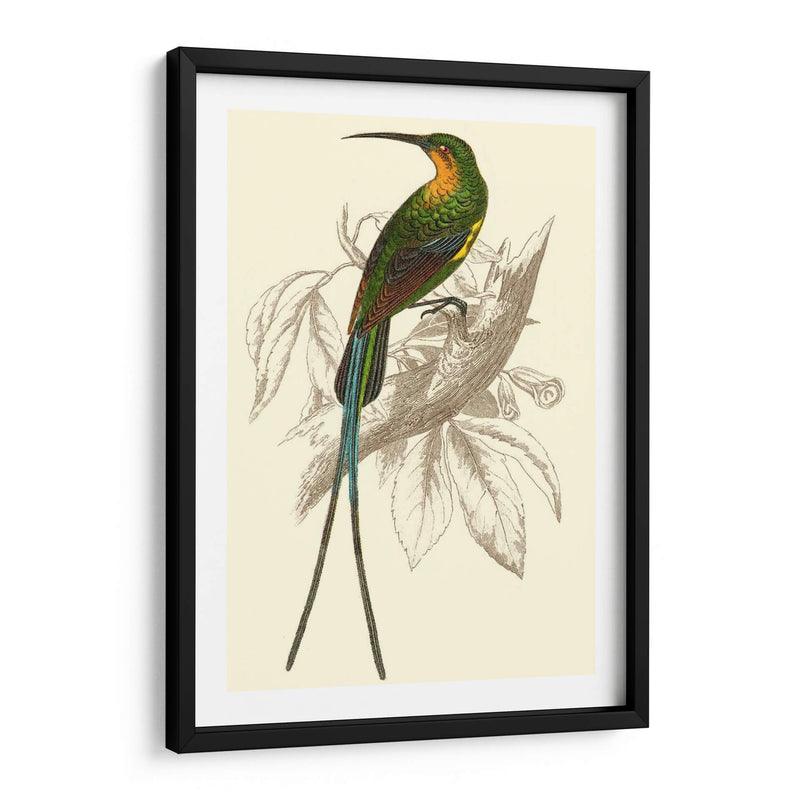 Colibrí Jardín V - Sir William Jardine | Cuadro decorativo de Canvas Lab