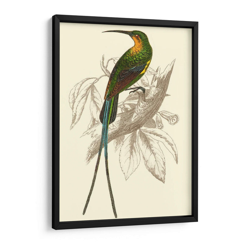 Colibrí Jardín V - Sir William Jardine | Cuadro decorativo de Canvas Lab