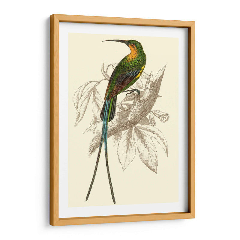 Colibrí Jardín V - Sir William Jardine | Cuadro decorativo de Canvas Lab