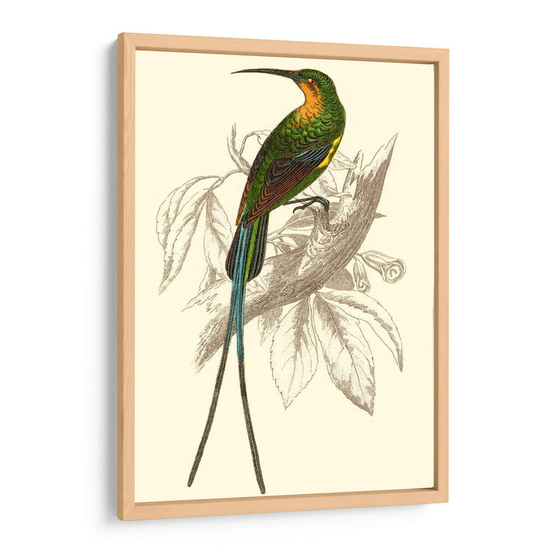 Colibrí Jardín V - Sir William Jardine | Cuadro decorativo de Canvas Lab