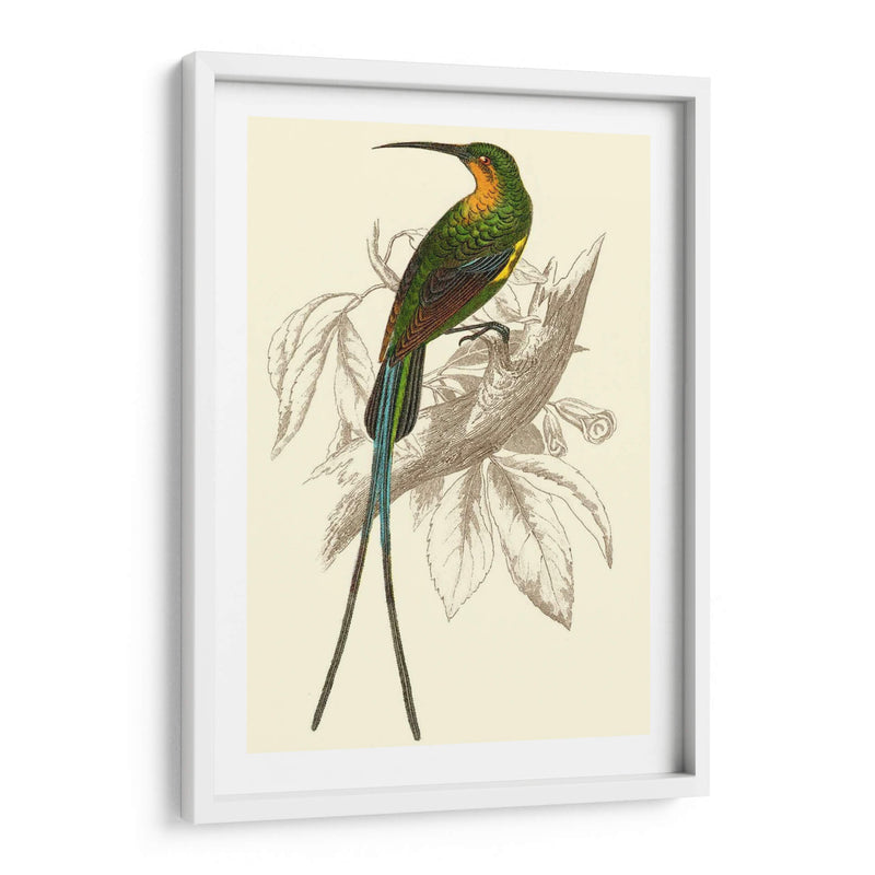 Colibrí Jardín V - Sir William Jardine | Cuadro decorativo de Canvas Lab