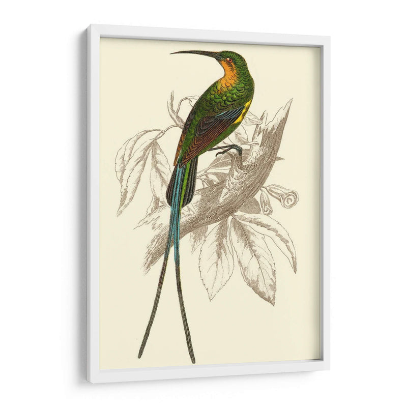 Colibrí Jardín V - Sir William Jardine | Cuadro decorativo de Canvas Lab