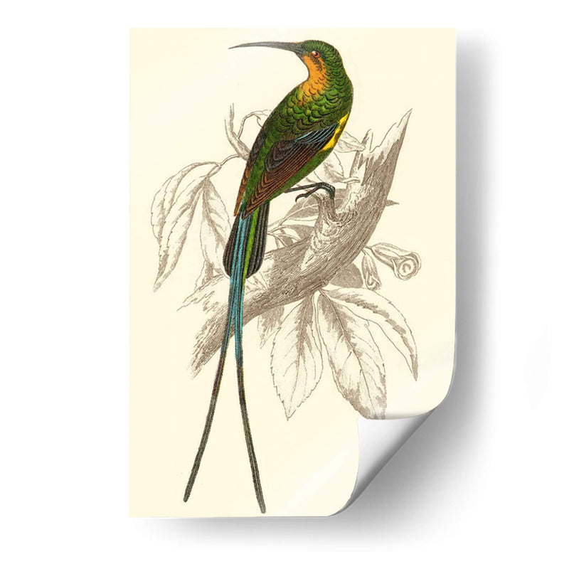 Colibrí Jardín V - Sir William Jardine | Cuadro decorativo de Canvas Lab