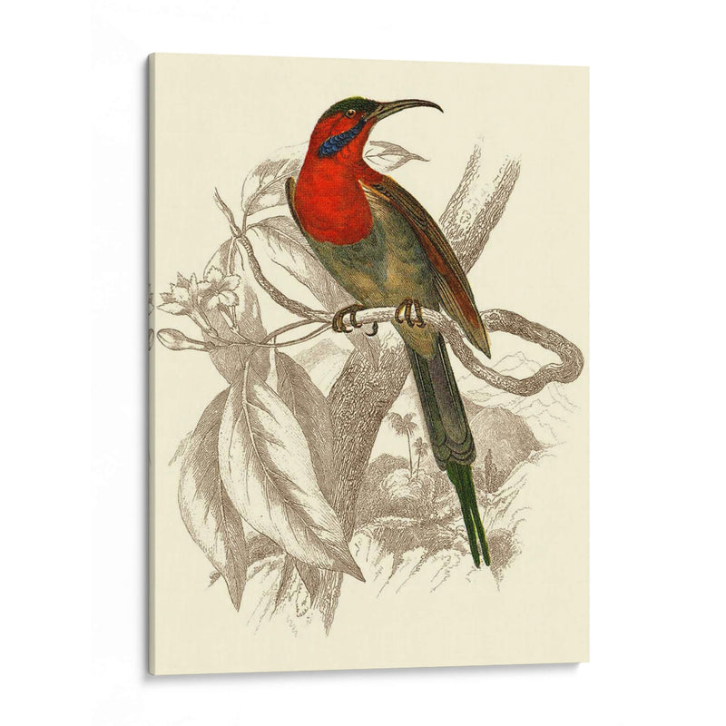 Jardine Hummingbird Vi - Sir William Jardine | Cuadro decorativo de Canvas Lab