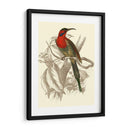 Jardine Hummingbird Vi - Sir William Jardine | Cuadro decorativo de Canvas Lab