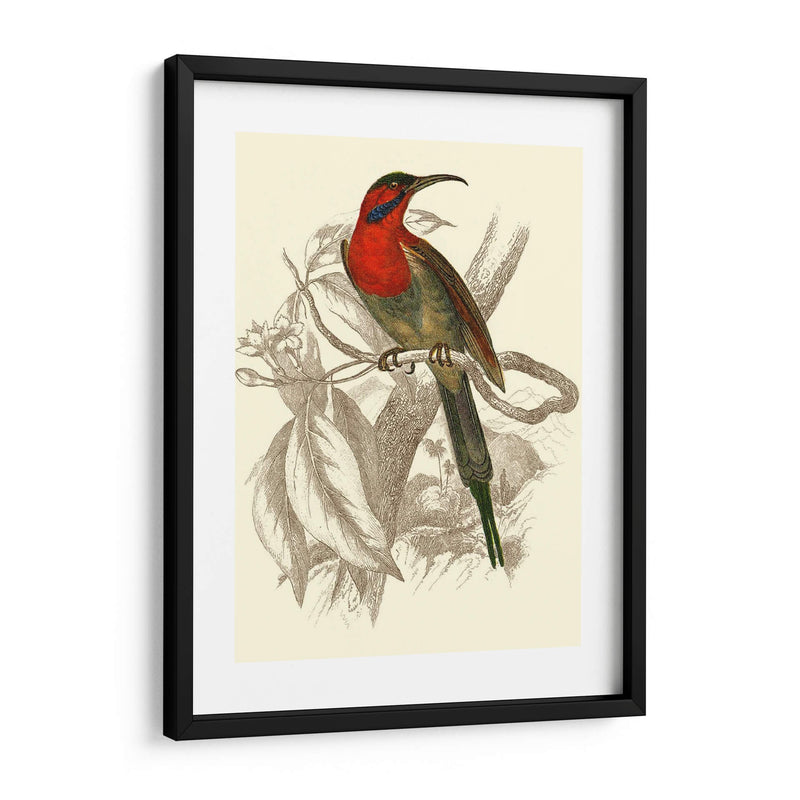 Jardine Hummingbird Vi - Sir William Jardine | Cuadro decorativo de Canvas Lab