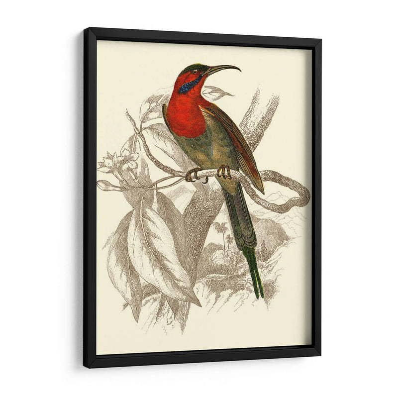 Jardine Hummingbird Vi - Sir William Jardine | Cuadro decorativo de Canvas Lab