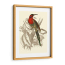Jardine Hummingbird Vi - Sir William Jardine | Cuadro decorativo de Canvas Lab