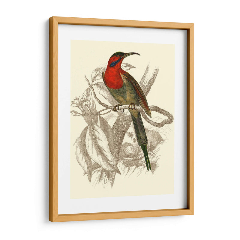 Jardine Hummingbird Vi - Sir William Jardine | Cuadro decorativo de Canvas Lab