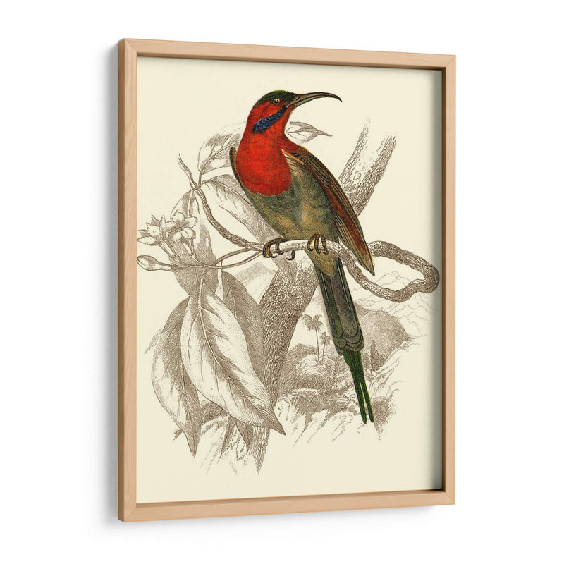 Jardine Hummingbird Vi - Sir William Jardine | Cuadro decorativo de Canvas Lab