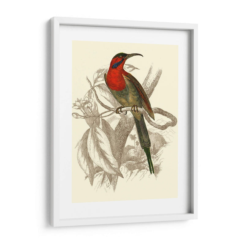 Jardine Hummingbird Vi - Sir William Jardine | Cuadro decorativo de Canvas Lab