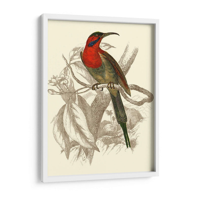 Jardine Hummingbird Vi - Sir William Jardine | Cuadro decorativo de Canvas Lab