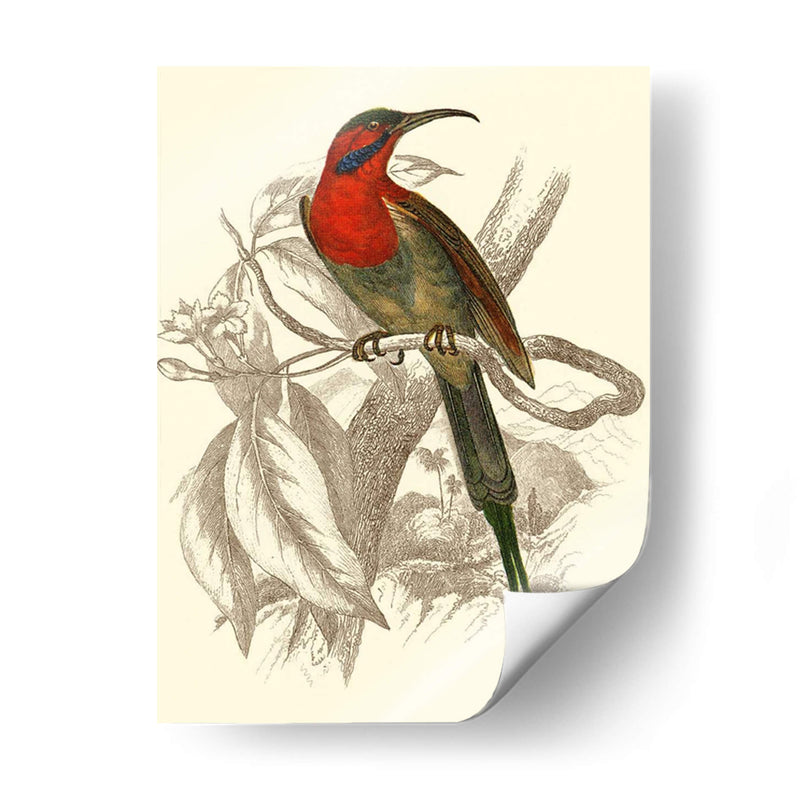 Jardine Hummingbird Vi - Sir William Jardine | Cuadro decorativo de Canvas Lab