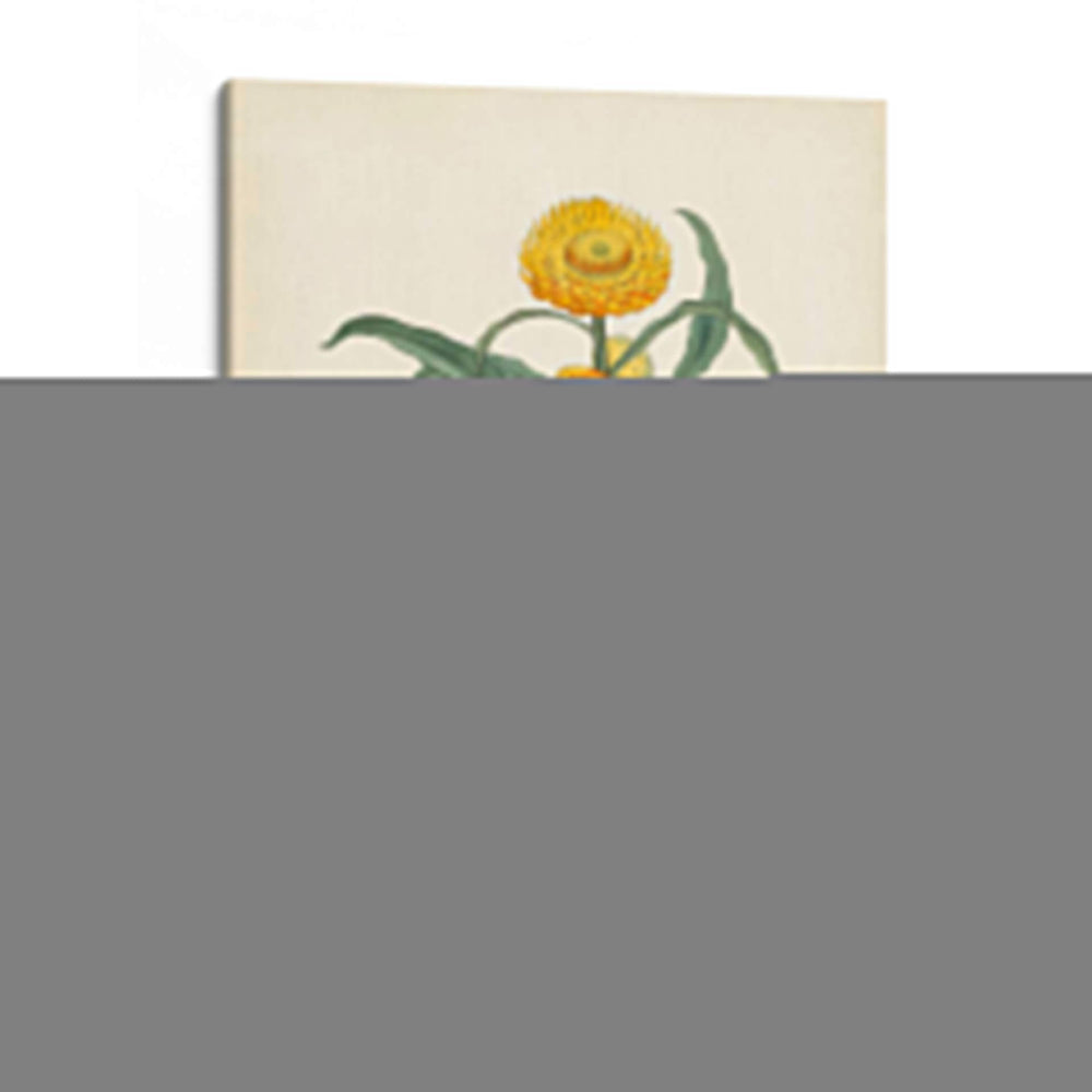 Esplendores De Botánica I | Cuadro decorativo de Canvas Lab