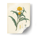 Esplendores De Botánica I | Cuadro decorativo de Canvas Lab