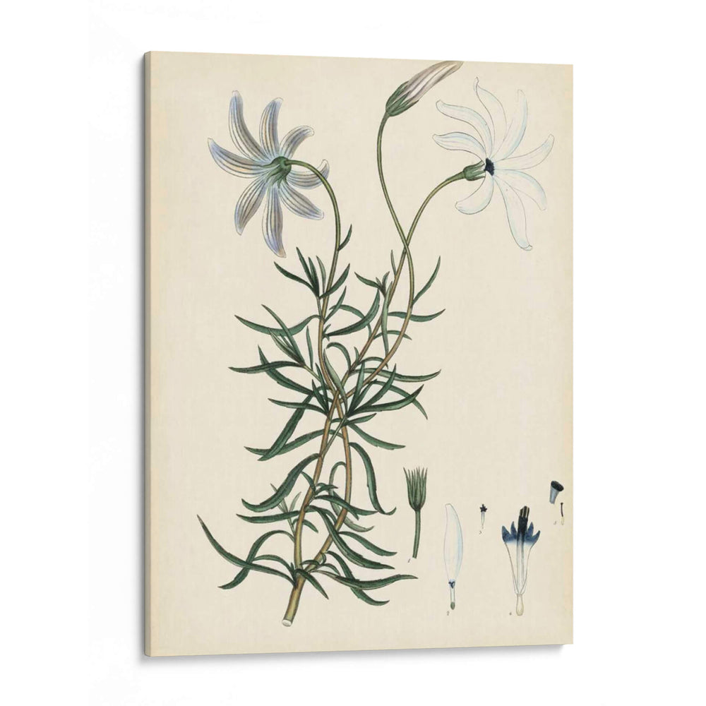 Esplendores De Botany Ii | Cuadro decorativo de Canvas Lab