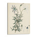 Esplendores De Botany Ii | Cuadro decorativo de Canvas Lab