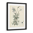 Esplendores De Botany Ii | Cuadro decorativo de Canvas Lab