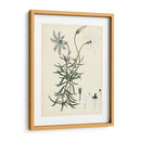 Esplendores De Botany Ii | Cuadro decorativo de Canvas Lab