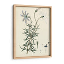 Esplendores De Botany Ii | Cuadro decorativo de Canvas Lab