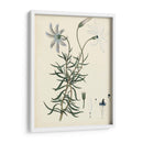 Esplendores De Botany Ii | Cuadro decorativo de Canvas Lab