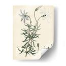 Esplendores De Botany Ii | Cuadro decorativo de Canvas Lab