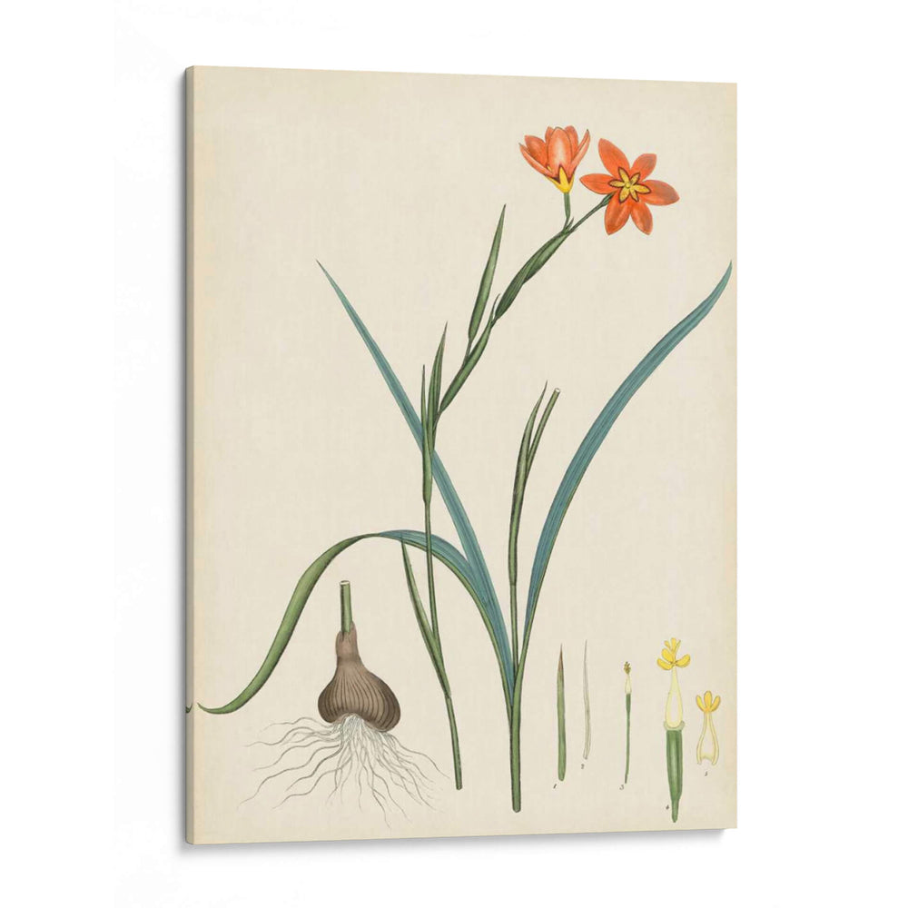 Esplendores De Botany Iii | Cuadro decorativo de Canvas Lab