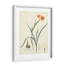 Esplendores De Botany Iii | Cuadro decorativo de Canvas Lab