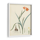 Esplendores De Botany Iii | Cuadro decorativo de Canvas Lab