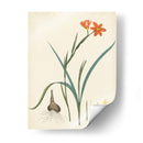 Esplendores De Botany Iii | Cuadro decorativo de Canvas Lab