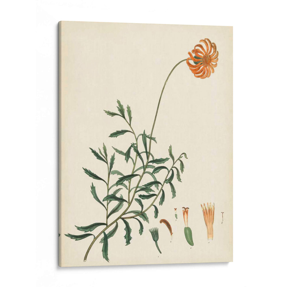 Esplendors De Botany Iv | Cuadro decorativo de Canvas Lab