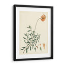 Esplendors De Botany Iv | Cuadro decorativo de Canvas Lab