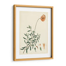 Esplendors De Botany Iv | Cuadro decorativo de Canvas Lab