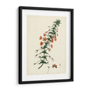 Esplendores De Botánica V | Cuadro decorativo de Canvas Lab