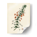 Esplendores De Botánica V | Cuadro decorativo de Canvas Lab